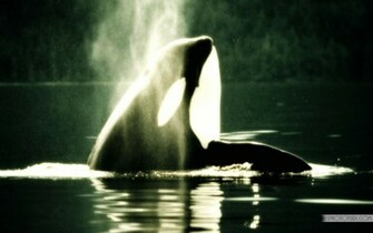 Killer Whale Wallpaper