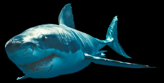 Great White Shark Photo Png