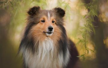Wallpaper Dog Pet Shetland Sheepdog Background