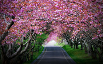 Pink Cherry Blossom Wallpaper