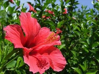 Desktop Wallpaper Algarve Close Up Flower Flowers Hibiscus