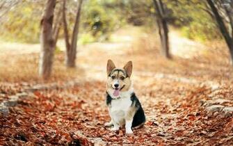 Pembroke Welsh Corgi Wallpaper High Resolution And