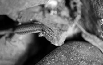 Funny Quotes Lizard Fantasy Doblelol