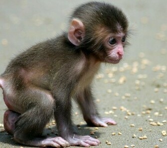 Explore Galleryhip Pet Finger Monkey Marmoset Jpg