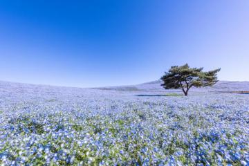 Tokyo Flower Day Tour Hitachi Seaside Park And Ashikaga
