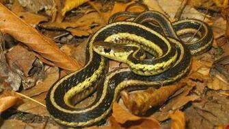 Wallpaper Tagged With Garter Wildlife Photography Reptile