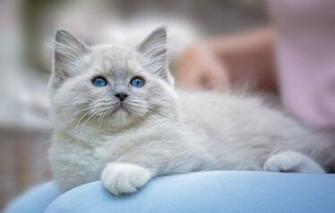 Wallpaper Kitty Blue Eyes Ragdoll Image For Desktop Section