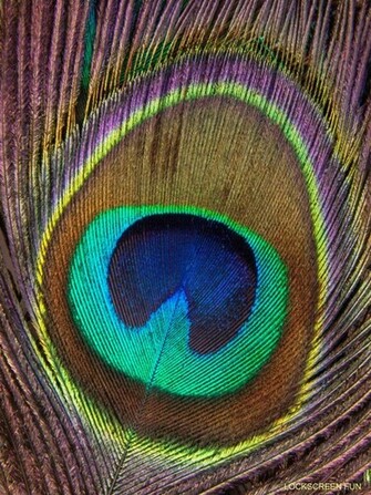 Lockscreenfun Peacock Feather iPad Mini Background