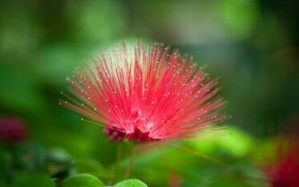 Natural Flower Wallpaper In Flowers Plants With All