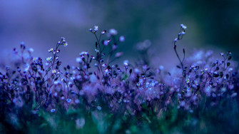 Purple Flower Background For Desktop Wallpaper