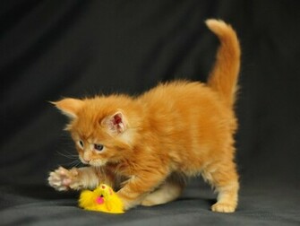 Image Wallpaper Funny Cat Ocean Maine Coon Kitten Lol Cats