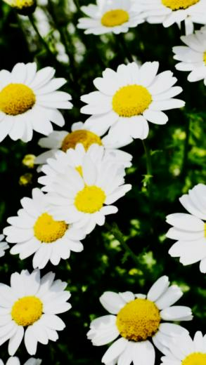Daisy Flowers iPhone Wallpaper