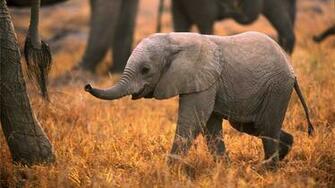 Baby Elephants Playing In Africa HD Wallpaper New