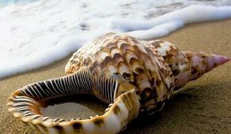 Pictures Of Shells On The Beach Atoz Desktop Wallpaper
