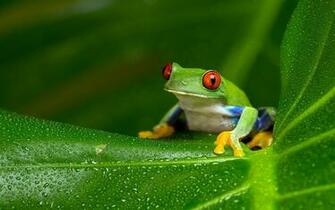 Tree Frog Computer Wallpaper Desktop Background