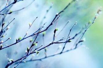 Spring Buds Wallpaper By Jessicanguyen Revelwallpaper Net