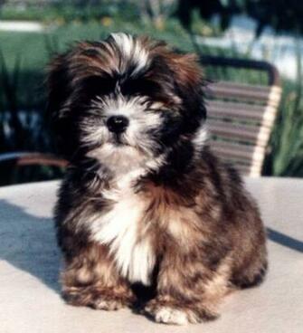 Toy Dog Puppies Pictures