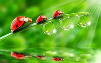 Insect Animal HD Wallpaper Dekstop