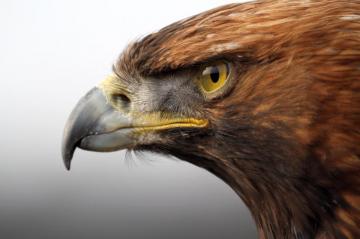 Gold Bird Wallpaper Vertebrate Beak Of Prey Golden Eagle