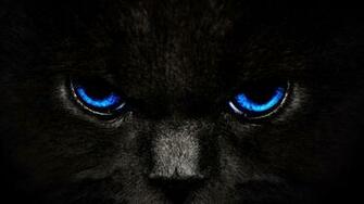 Blue Eye Cat HD Wallpaper
