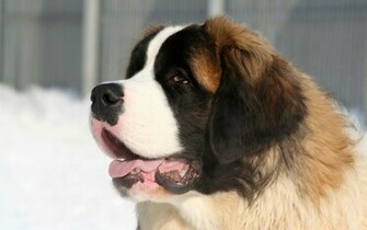 Saint Bernard Wallpaper