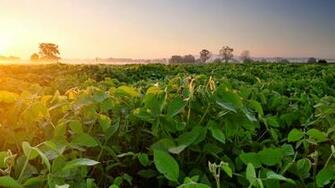 Wallpaper Soybean Field Fog Dawn Morning UHD 4k