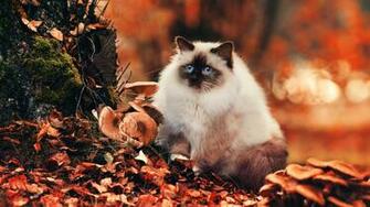 Ragdoll Fluffy Foliage Mushroom HD Cat Wallpaper