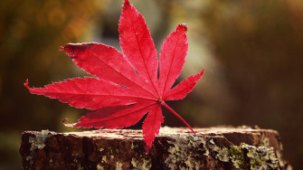 Leaf Red Wallpaper HD Nature 4k Image Photos And Picture