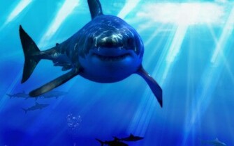 Shark Computer Wallpaper Desktop Background Id
