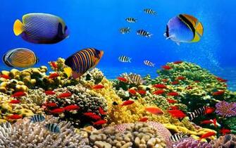 Underwater Photography Wallpaper WallpaperHDc
