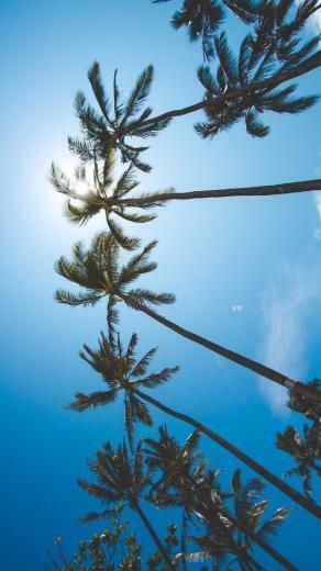 Palm Trees iPhone Wallpaper