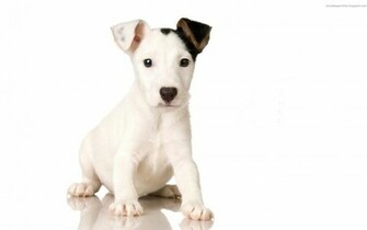 Jack Russell Wallpaper