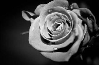 Black And White Roses Wallpaper