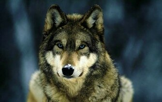 Timber Wolf Wallpaper