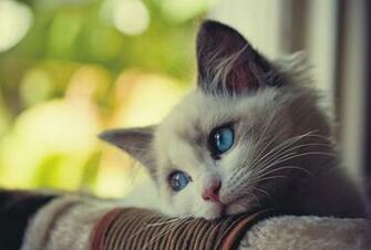 Small Cat With Eyes Blue HD Wallpaper