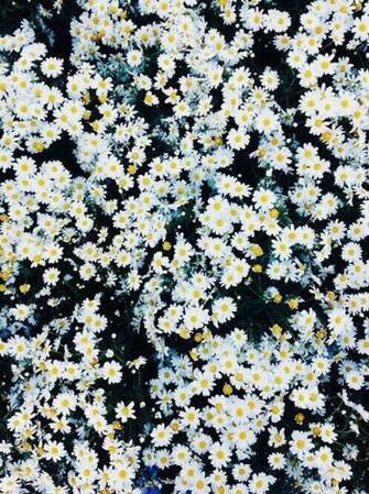 Daisy Flowers Background
