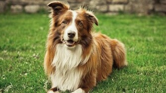 Border Collie Wallpaper