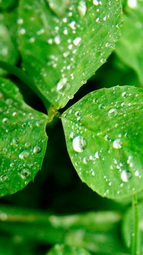 Spring iPhone Wallpaper Premiumcoding