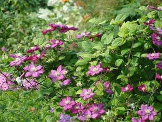 Clematis Twigs Herbs Shrubs Loach Stock Photos Image HD