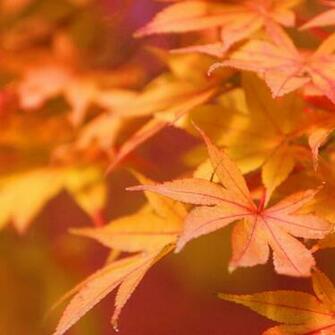 Japanese Maple iPadwallpaper Me