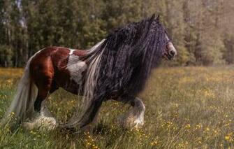 Wallpaper Summer Trees Flowers Nature Horse Hair