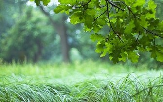 Oak Leaves Wallpaper Photography