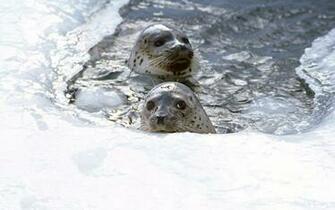 Seal Wallpaper