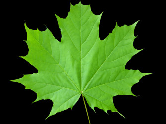 Maple Leaf Wallpaper