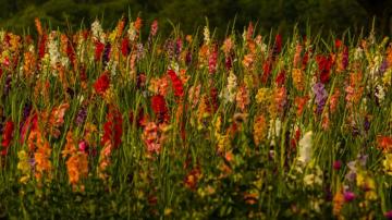 Field Of Gladioli