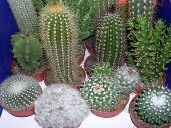 Cactus Wallpaper