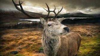 Best Stag Wallpaper