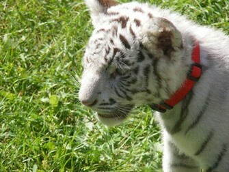 Baby White Tiger Pictures HD Wallpaper Pretty