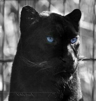 Black Panther Wallpaper With Blue Eyes And By Wild Soul