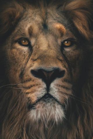 Lion Wallpaper HD Hq